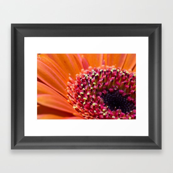 Orange Germini. Framed Art Print