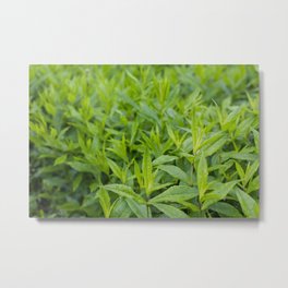 Lush greenery Metal Print | Lush, Photo, Scandinavia, Green, Rain, Summer, Closeup, Foliage, Exotic, Garden 