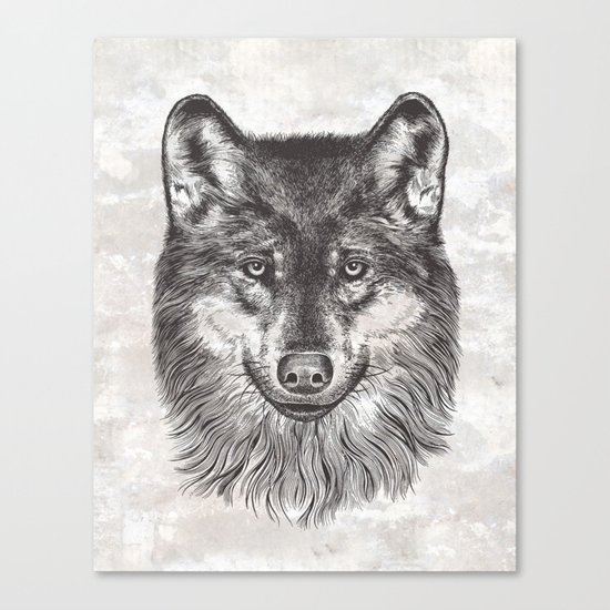 Canis Lupus (Gray Wolf) Canvas Print