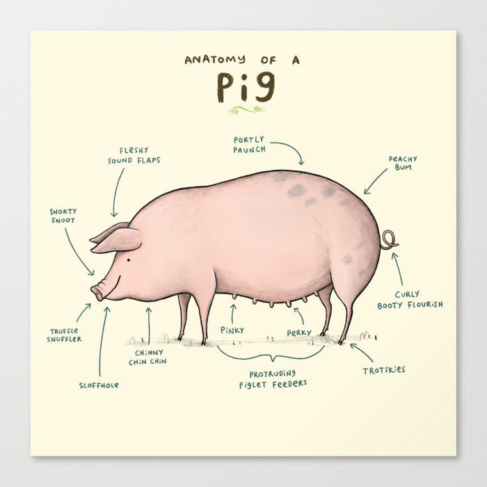Anatomy of a Pig Canvas Print