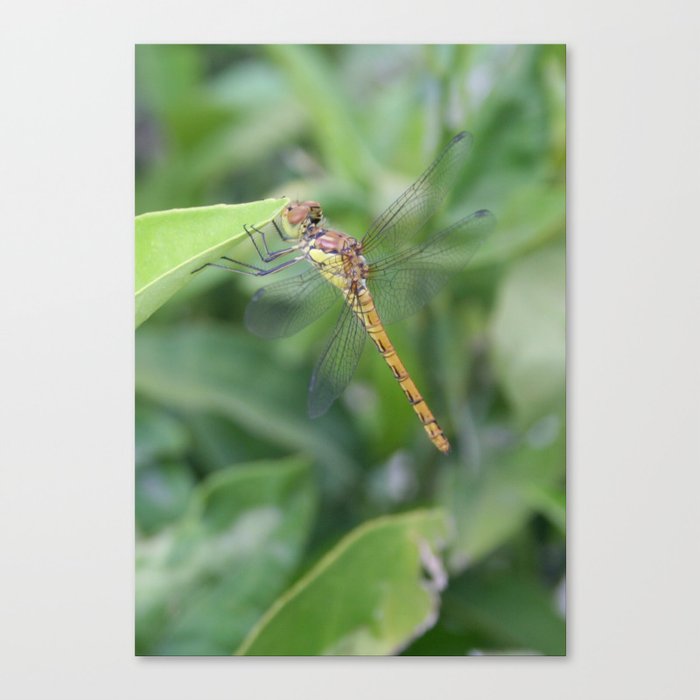 Green and Brown Dragonfly Holding On To Oleander Canvas Print