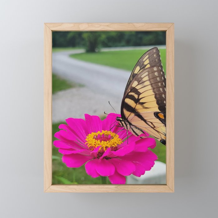 Butterfly at lakehouse Framed Mini Art Print