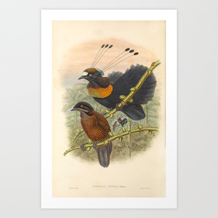 Birds-of-paradise (Parotia Lawesi) by John Gould, 1875-1888 (benefitting the Nature Conservancy) Art Print