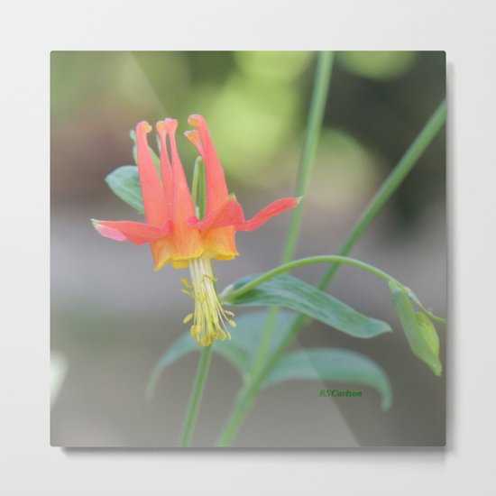 Pastel Columbine Afternoon Metal Print
