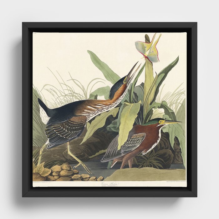 Green Heron from Birds of America (1827) by John James Audubon  Framed Canvas
