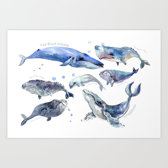 Whales Whale Design Wall Art Sea Marine Aquatic Animal School Learning Print By Sureart
