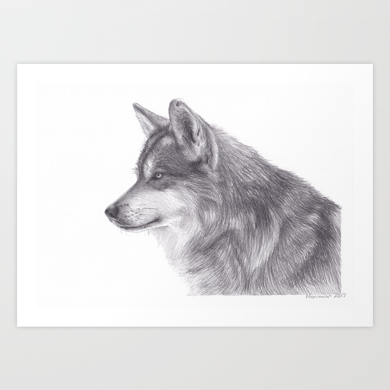 Pencil Drawing Of Siberian Husky Dog Wildlife Animal Graphite