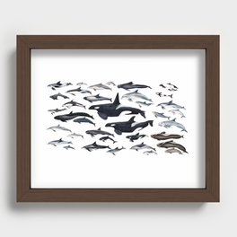 Dolphin diversity Recessed Framed Print