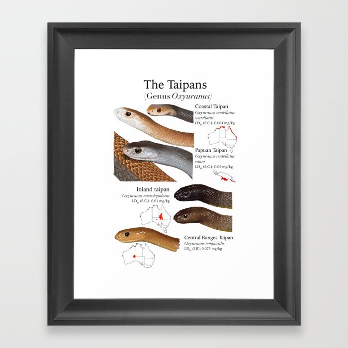 Taipans Framed Art Print