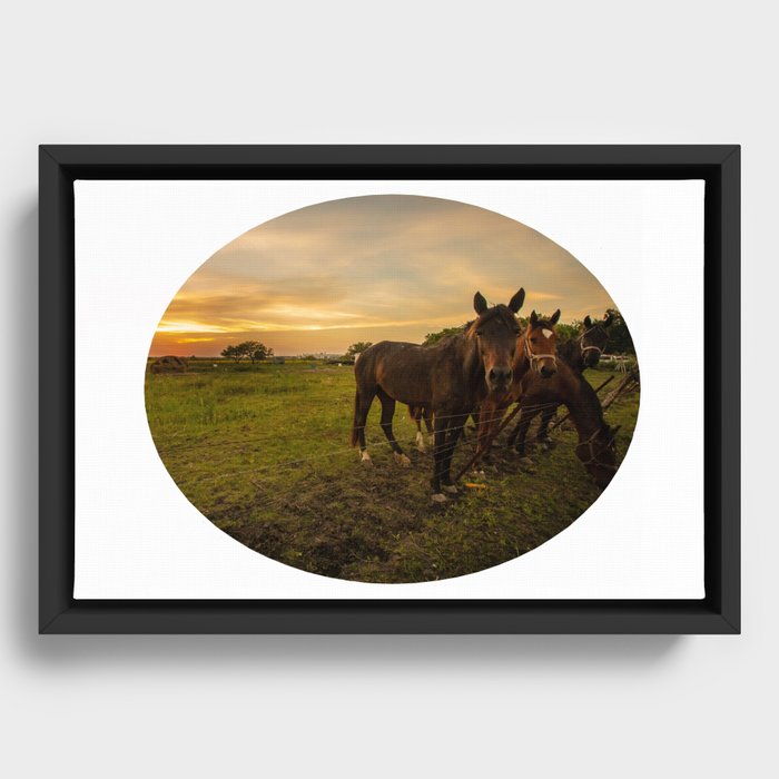 Horses in the Field Framed Canvas