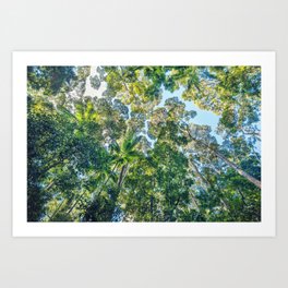 Valley of the Giants Forest, Fraser Island Australia Art Print