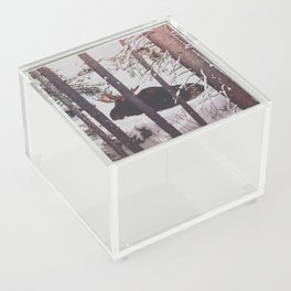 Yellowstone Moose Acrylic Box