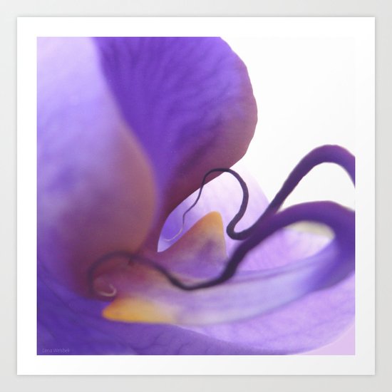 Orchid Art Print