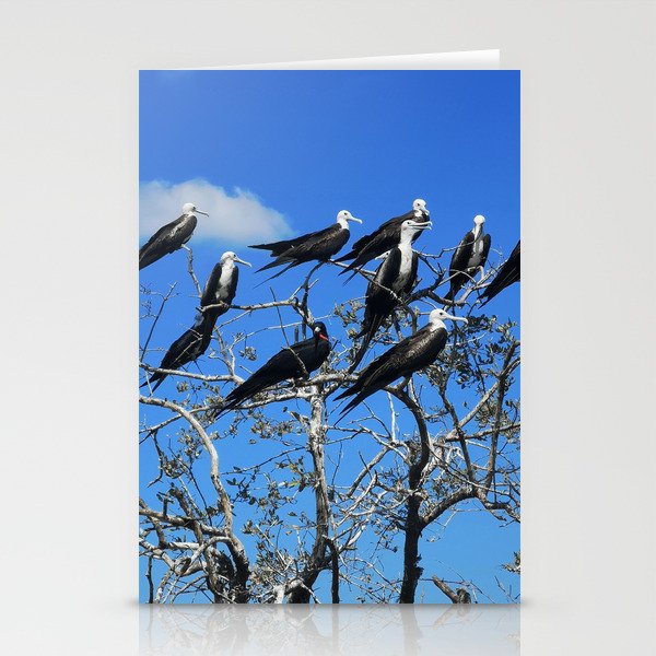 Birds in costa  Stationery Cards