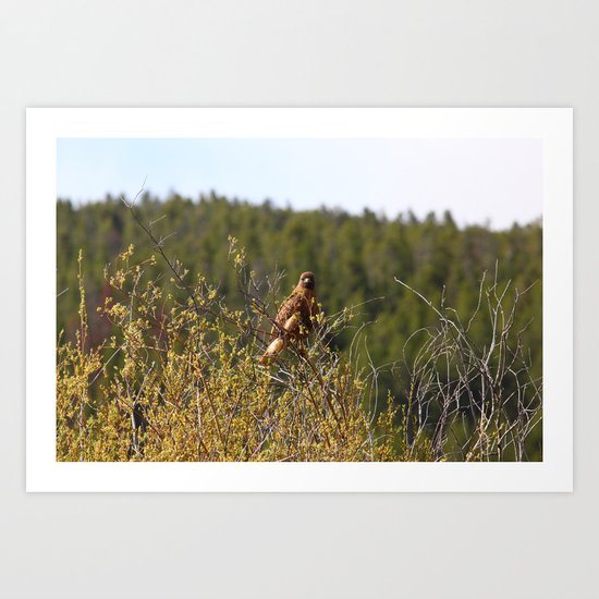 Red-tailed Hawk in the Tetons Art Print