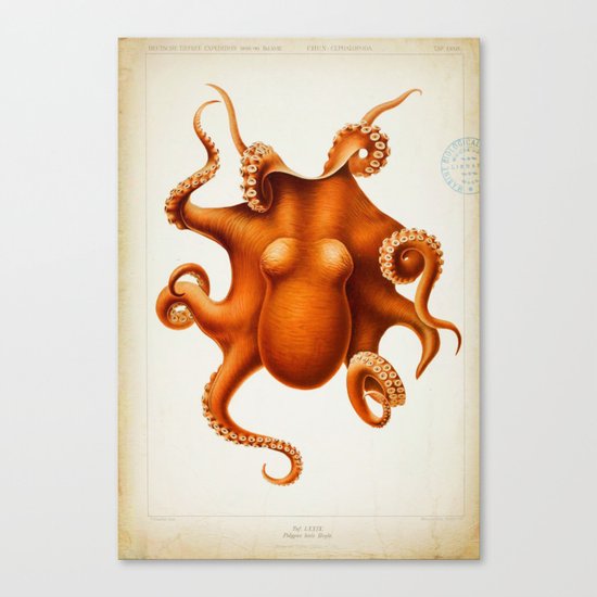 Octopus Cephalopod 1915 Canvas Print