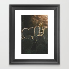 Golden Hour Cactus  Framed Art Print