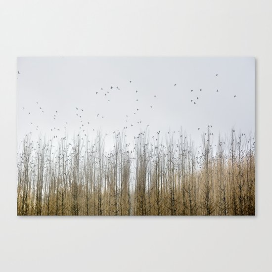 Wild Birds Flying. Foggy Sunrise Canvas Print