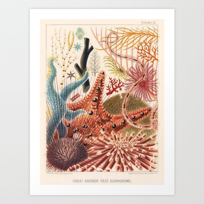 Great Barrier Reef Echinoderms from The Great Barrier Reef of Australia (1893) by William Saville-Ke Art Print