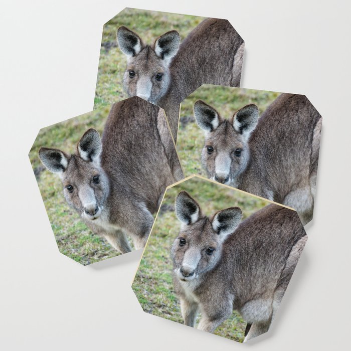 Eastern Grey Kangaroo Coaster