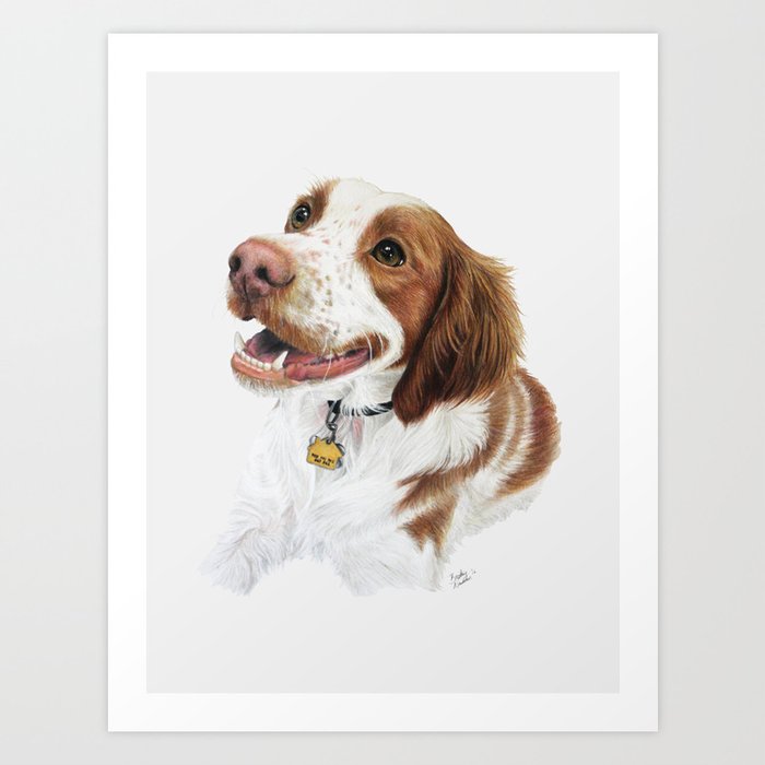 Hand Drawn Brittany Spaniel Dog Portrait Art Print By Briar Patch Portraits  | Society6