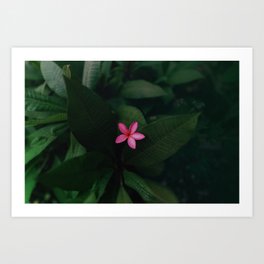 Tropical Jungle Flower Art Print
