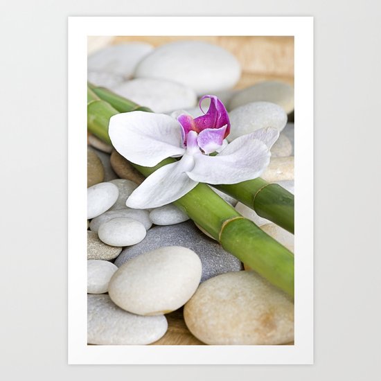 white Orchid flower and green Bamboo still life Art Print
