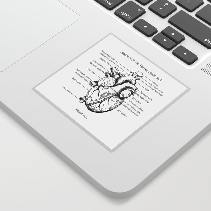Anatomy of the Human Heart (fig 1) Sticker