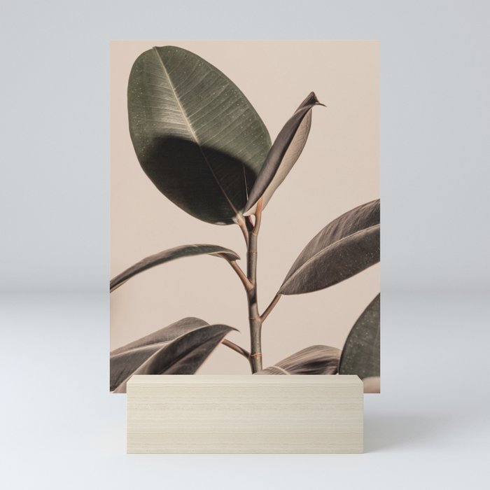 Rubber Plant Fig. 03 Mini Art Print