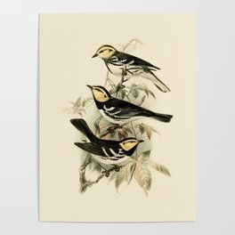 Vintage Birds Golden-cheeked Warbler Illustration  Poster