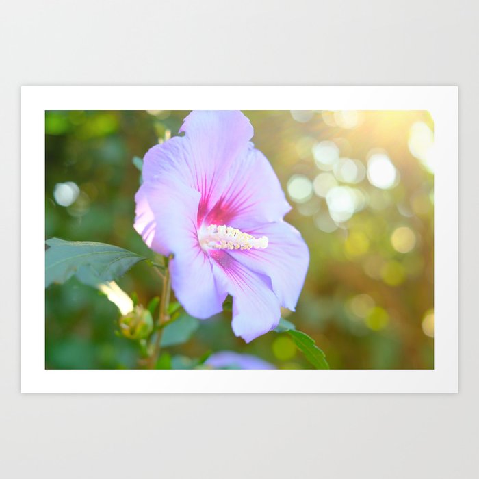 Summertime Pink Hibiscus Flower | Color | Nature Photography | Fine Art Photo Print Art Print