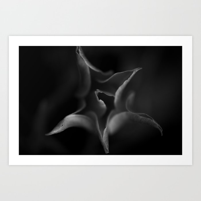 A Close-up of a Black and White Tulip Art Print