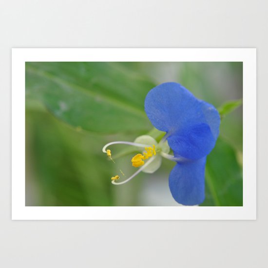 not every flower looks like a flower Art Print