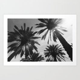 Black and White Miami Palm Trees Art Print