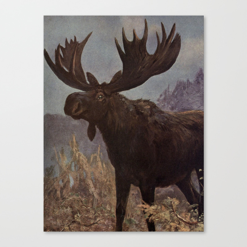 Vintage Moose Painting 1909 Canvas Print By Bravuramedia Society6