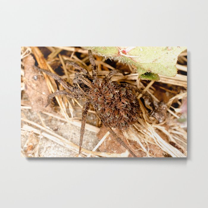 Wolf Spider with More Spiders on Spiders Metal Print