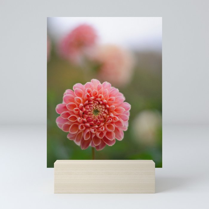 Dahlia Mini Art Print