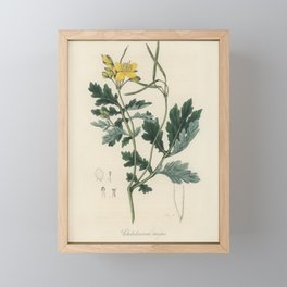 Greater celandine (Chelidonium majus) illustration from Medical Botany (1836) by John Stephenson and Framed Mini Art Print
