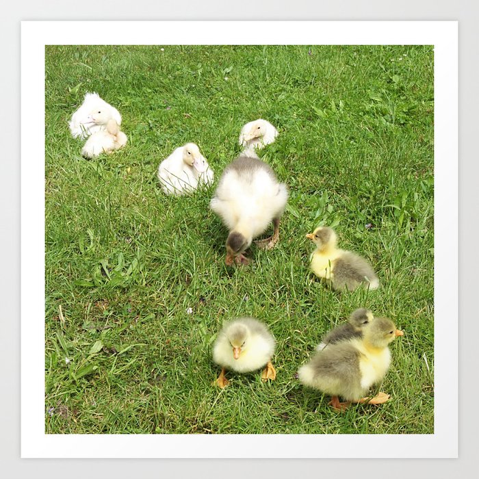Cute Baby Animals Small Ducks And Geese On A Green Meadow In Summer Art Print By Marinakuchenbecker