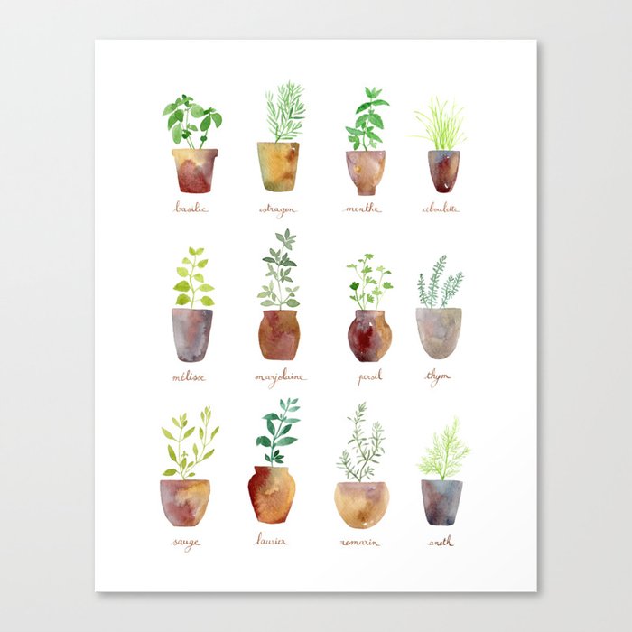 Culinary Herbs Canvas Print
