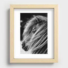 Portrait of a Shetland Pony, Monochrome Recessed Framed Print