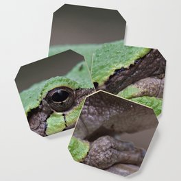 Tree Frog 3 Coaster