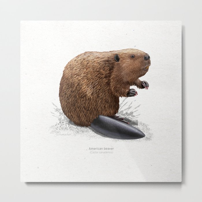 American beaver scientific illustration art print Metal Print
