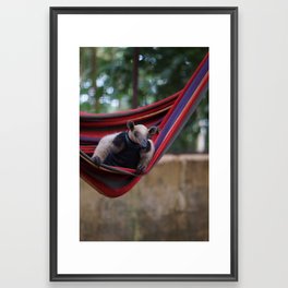 Anteater in a hammock in Costa rica Framed Art Print