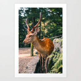 King of the Forest Art Print | Japan, Nationalpark, Deer, Nara, Animal, Trees, Kyoto, Forest, Ferns, Kansai 