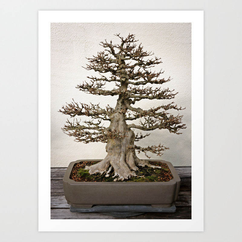 Maple Bonsai Art Print By Corydean Society6