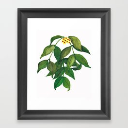 Hoya Polyneura Plant Framed Art Print