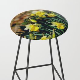 Narcissus field | White tepals and yellow coronas jonquil daffodil flowers Bar Stool