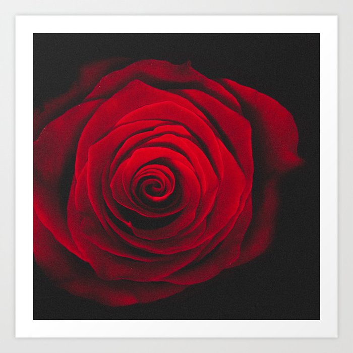 Red Rose On Black Background Vintage Effect Art Print By