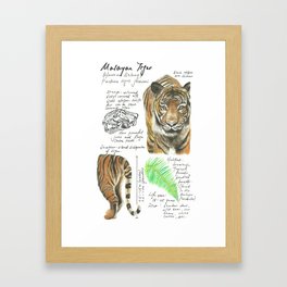 Nature Study: Malayan Tiger Framed Art Print